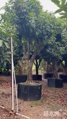 15公分荔枝
