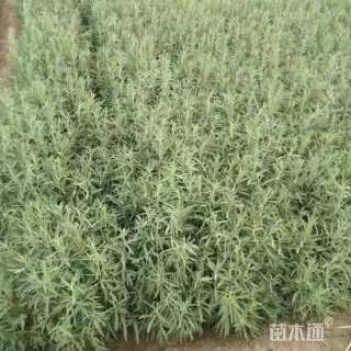 高度50厘米四翅滨藜