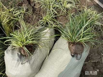 高度30厘米金叶苔草