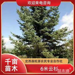 高度470厘米青扦云杉