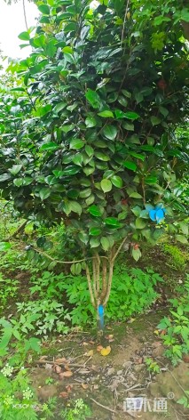 高度180厘米茶花-红露珍