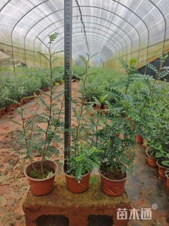 高度30厘米胡椒木