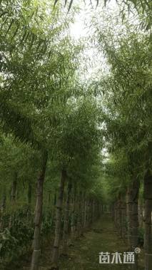 8公分馒头柳