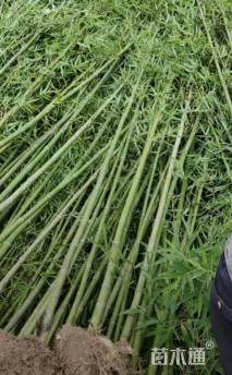 地栽苗早园竹