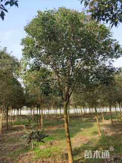 10公分大叶女贞