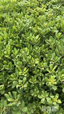 高度45厘米海桐