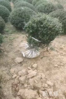 冠幅120厘米龟甲冬青球