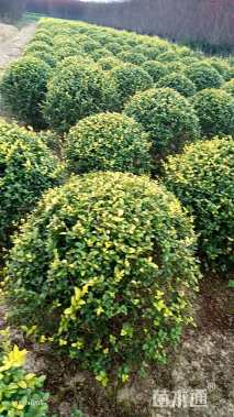 冠幅60厘米海桐球