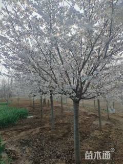 18公分染井吉野樱