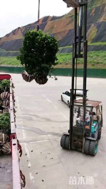 冠幅120厘米大叶黄杨球