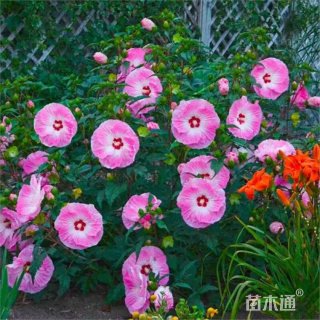 高度35厘米芙蓉葵