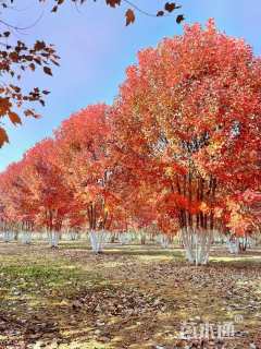 高度500厘米丛生美国红枫