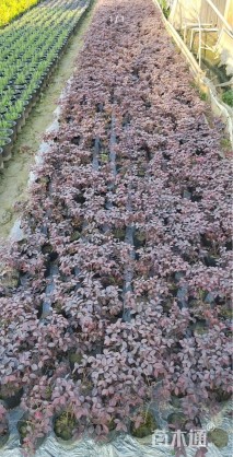 高度25厘米红花继木