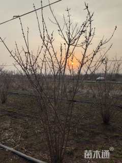 高度200厘米丛生蜡梅