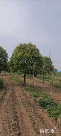 12公分大叶女贞