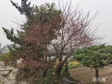 14公分骨里红梅