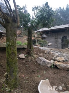 高度250厘米金弹子