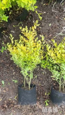 高度40厘米亮晶女贞小苗