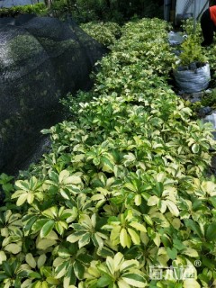 高度20厘米花叶鸭脚木