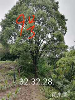 60公分(3杆)丛生香樟