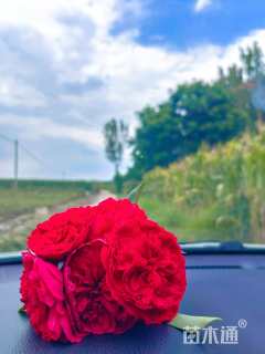 高度150厘米月季