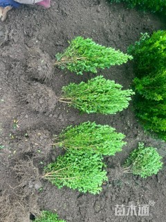 高度40厘米小叶黄杨