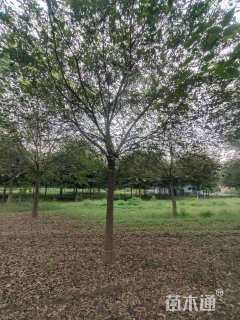 15公分朴树