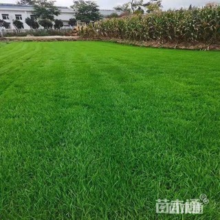 草毯状果岭草