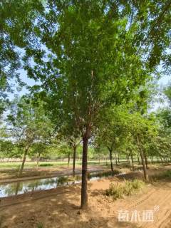 18公分绒毛白蜡