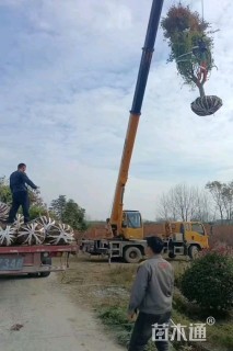 8公分鸡爪槭