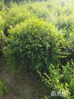 冠幅80厘米小叶女贞球