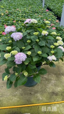 高度50厘米无尽夏绣球