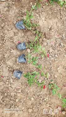 高度40厘米月季