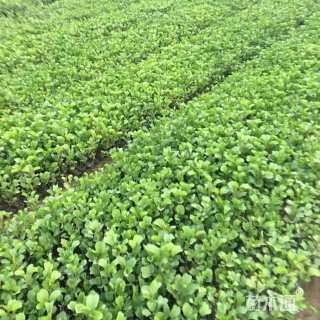 高度20厘米马鞍藤