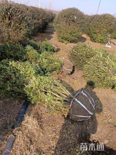 冠幅150厘米小叶女贞球