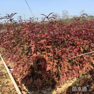 1公分娜塔栎