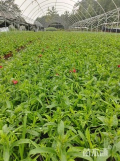 高度20厘米石竹