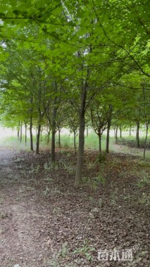 8公分美国红枫-红点