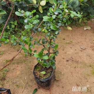 高度50厘米荷花