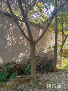 19公分嫁接银杏