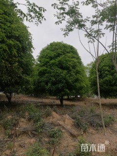 10公分桂花