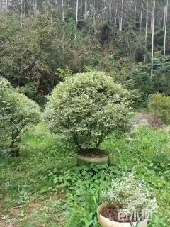 高度120厘米花叶女贞球