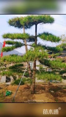 8公分造型油松