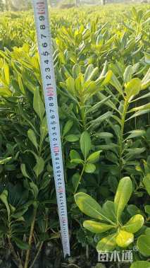 高度50厘米海桐小苗