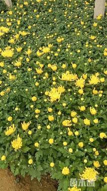 高度35厘米菊花