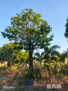 55公分红花玉蕊