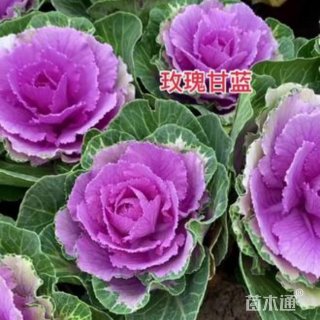 高度25厘米玫瑰甘蓝