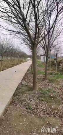 20公分榉树