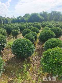 冠幅130厘米茶梅球