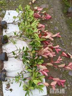 0.3公分红叶石楠